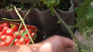 ТОМАТ "МАЛИНОВАЯ ЛЯНА". №27 А. ОБЗОР. Ольга Чернова.