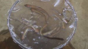 Учебное видео: разведение сиговых рыб. 9. Подрощенная молодь сига.