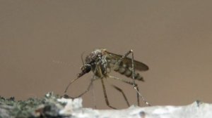 Комар обыкновенный или комар-пискун, Common house mosquito