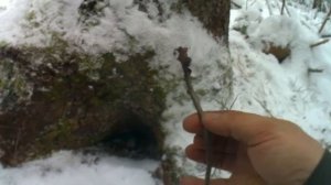 Установка капкана на лису . Приманки Caven's.