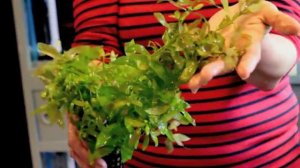 Гигрофила многосеменная Hygrophila polysprema