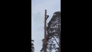 Валка сосны по частям GREEN SITY