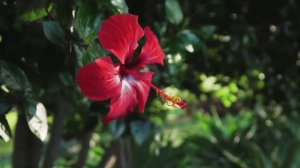Природа 4к животные nature animals водапад видео 4к video 4k