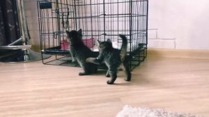 Умереть на даче? НЕТ! Они с счастливым билетом, я без штор!) Спасенные с дач котята наводят порядки
