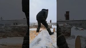 Рубка чаши сухостойной сосны кело