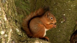 ?Я i навакольны свет. Я i жывёльны свет?