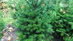 Редкие хвойные растения в наших садах  Красавица пихта