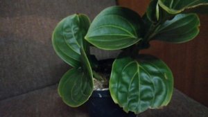 Пересадка Мединиллы!