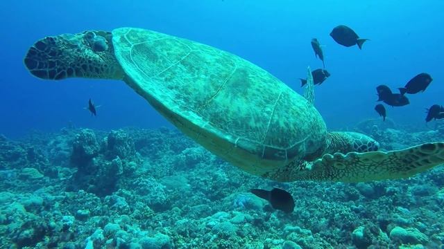 Звуки Животных: Лошадь, Зебра, Белочка, Олень, Курица, Чайка смотреть онлайн