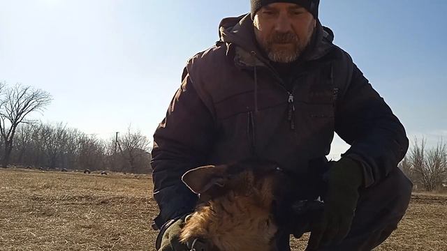 почему у овчарки не стоят уши ? смотреть онлайн