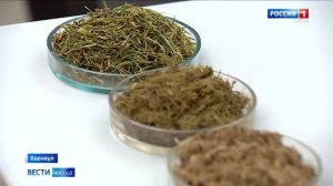 Применение экструдированной хвойной муки в кормлении сельскохозяйственных животных.