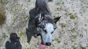 ПЛЯЖНЫЙ КОП С MINELAB VANQUISH 440 Я ПОКАЗЫВАЮ ВСЕ СИГНАЛЫ.