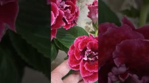 глоксиния БРОКАДА, красная