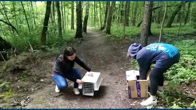 Выпуск подросших птенцов вороны смотреть онлайн