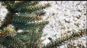 Планы на будущее, планировка участка! Прогулка в первый мороз ❄️18 ноября 2023г