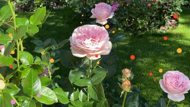 РОЗЫ В САДУ, У НАС ВСЁ БУДЕТ ХОРОШО. смотреть онлайн