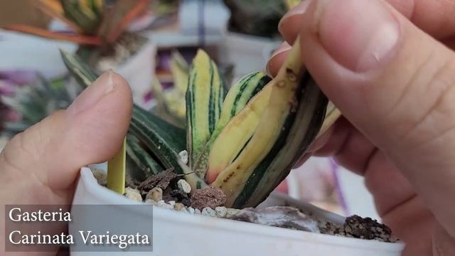 My Full Gasteria Collection Tour смотреть онлайн