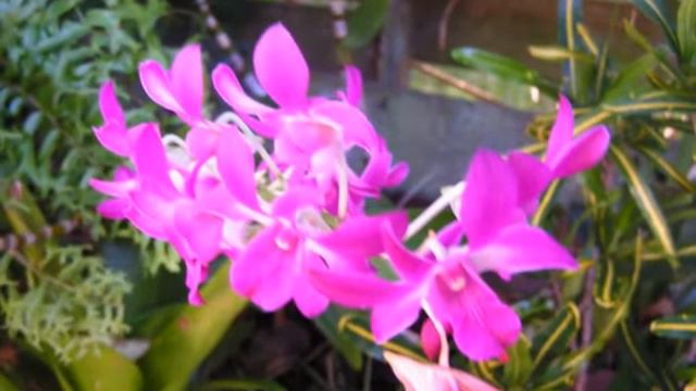 Palma Sola Shores Garden with John Denver's Garden Song смотреть онлайн