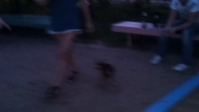 Angry dog - Злая собачка :)