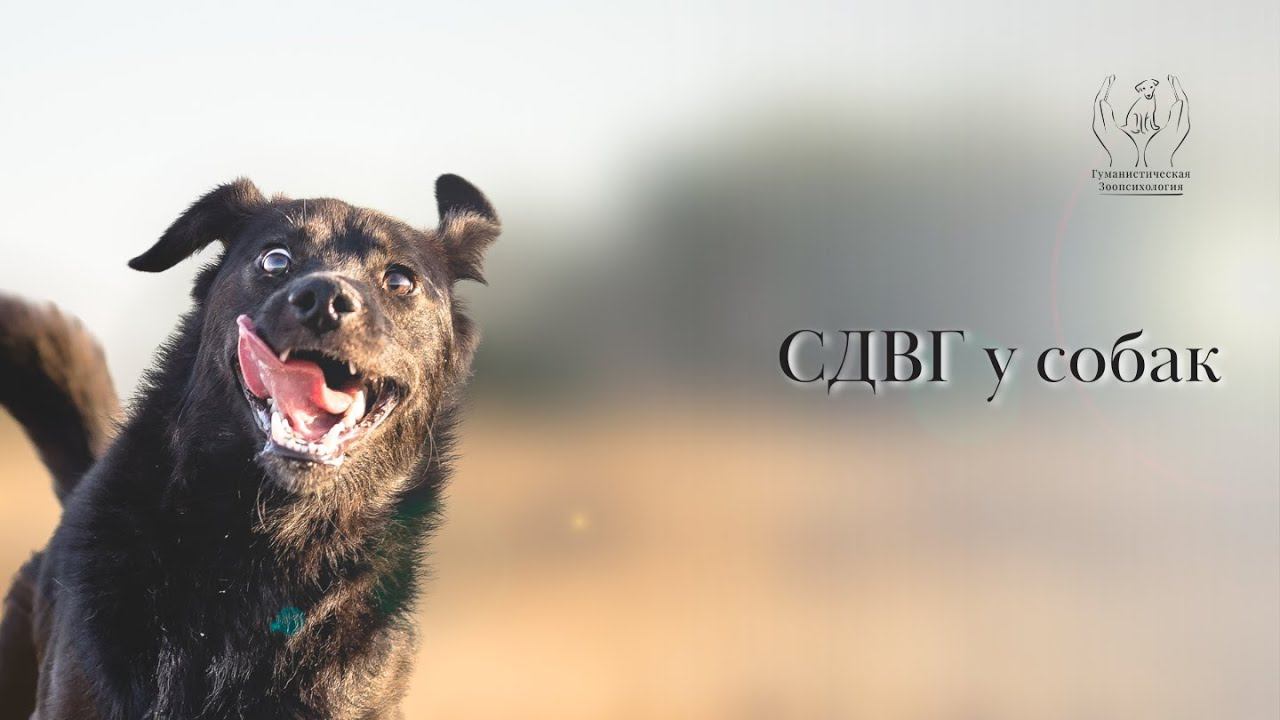 СДВГ у собак смотреть онлайн