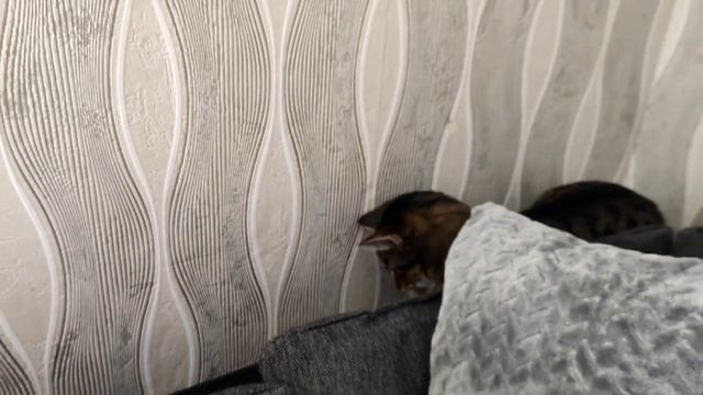 Чего боятся кошки больше всего в Германии. Алиса смотреть онлайн