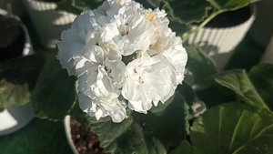 ПЕЛАРГОНИЯ ЮГ БЕЛЫЙ МЕДВЕДЬ // КОЛЛЕКЦИЯ ЛИПАТОВОЙ АНАСТАСИИ // ВАЦАП ДЛЯ ЗАКАЗА 89152458159