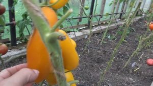 Томат Сибирские бананы