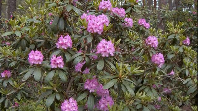 Haagan Alppiruusupuisto - Helsinki смотреть онлайн