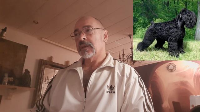 Schwarzer Russischer Terrier смотреть онлайн