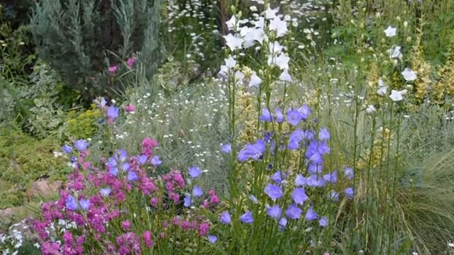Многолетники в вашем саду, природный стиль сада смотреть онлайн