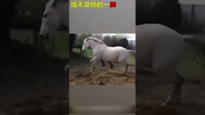 Как лягаются лошади