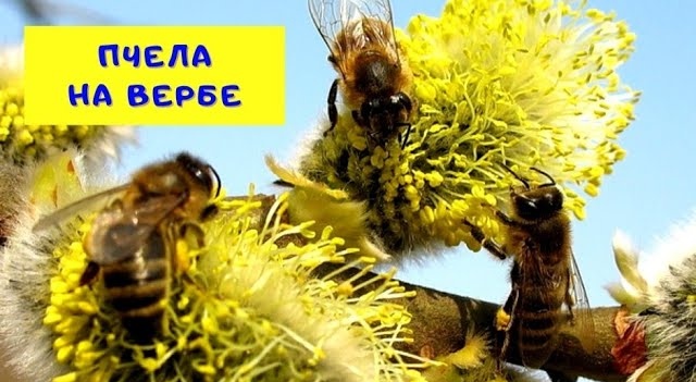 Пчела на вербе. Челябинская Область 26.04.20г (Bee.)