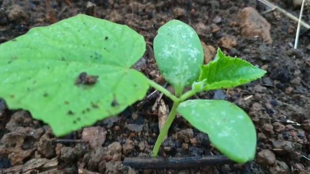 Утро в саду смотреть онлайн