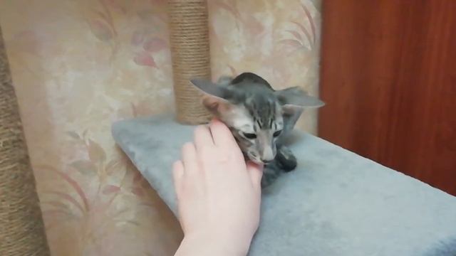 Котята. Ориентальные котята 11 апреля 2020.