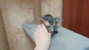 Котята. Ориентальные котята 11 апреля 2020.