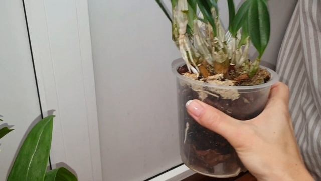 Dendrobium Dawn Marie смотреть онлайн