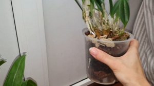 Dendrobium Dawn Marie