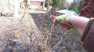 ГОЛУБИКА. ОБРЕЗКА ГОЛУБИКИ ВЕСНОЙ