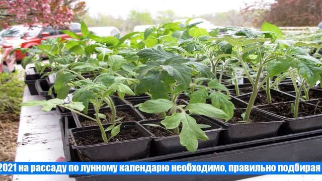 Когда сеять помидоры в марте 2021 года на рассаду по лунному календарю смотреть онлайн