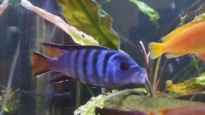 Цихлиды озера Малави.Pseudotropheus Mpanga.(Елонгатус  мпанга).