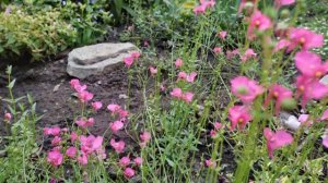 Flowering Plant Diascia - Pink Flower