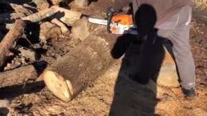 Stihl MS 241C-M in oak wood