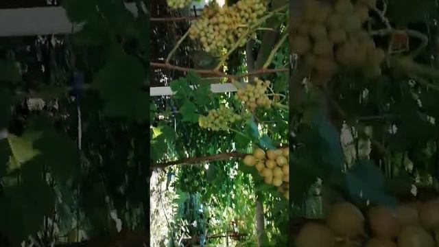 Басанти, к-ш Велес, Румейка урожай то что получилось после перенесённого града 22..07.22года. смотреть онлайн