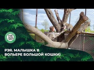 Выпуск 94.  Рэя. малышка в вольере большой кошки.