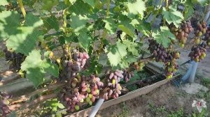 Новинки Винограда от Калугина В.М. Черный Кристалл, Днепровский Сувенир, Алвика, Рембо, Красава