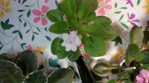 Сортовая фиалка БР-Кохана