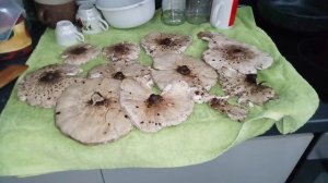 Грибы Зонты на столе  холостяка 2023