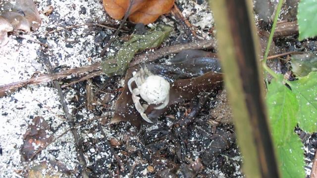 Рак-отшельник в... скорлупе от птичьего яйца? смотреть онлайн