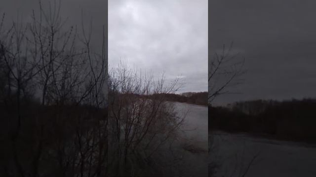 Все деревья в воде стоят во время половодия у нас в районе реки Клязьма