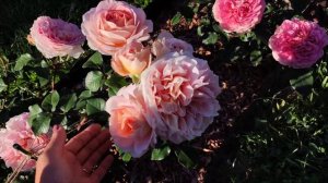Роза Абрахам Дерби (Abraham Darby) Супер роза Девида Остина??
